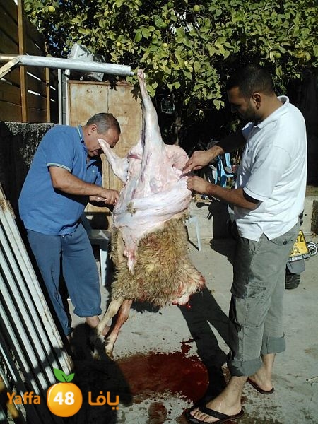 dabe7 lud kharoof 116 (33).JPG